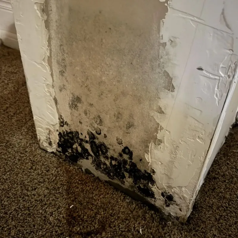 Professional Mold Removal in Salem, CT